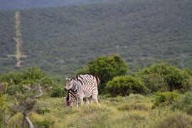 Zebra's by Ronald Bruijniks