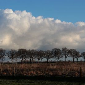 Land, lucht, zon en bomen van Ilona Bredewold