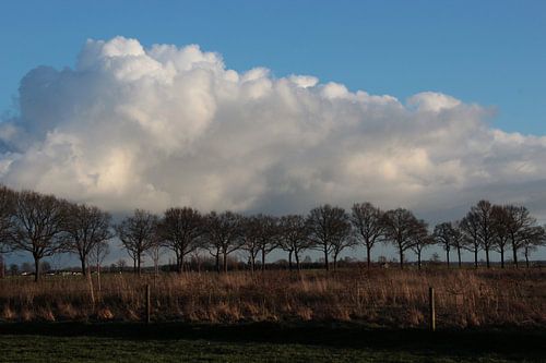 Land, lucht, zon en bomen sur Ilona Bredewold