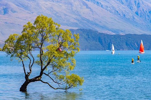 Magische boom, Lake Wanaka