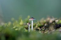 Samen sterk