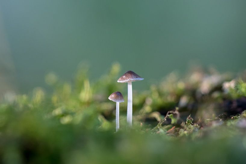 Samen sterk by Cathy Php