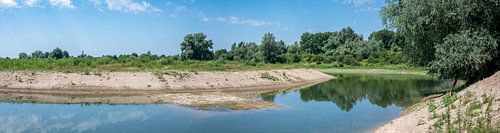 Witte zandoevers aan de Waal