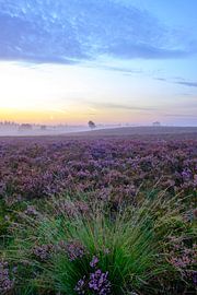 Bruyères en fleurs dans un paysage de bruyère au lever du soleil. sur Sjoerd van der Wal Photographie