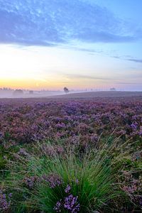 Blühende Heidepflanzen in einer Heidelandschaft bei Sonnenaufgang von Sjoerd van der Wal Fotografie