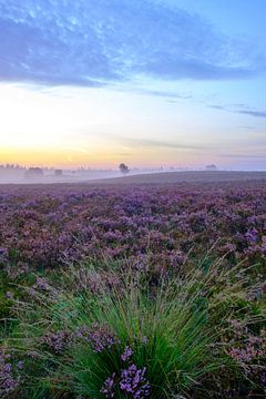 Bloeiende heideplanten in heidelandschap tijdens zonsopgang van Sjoerd van der Wal Fotografie