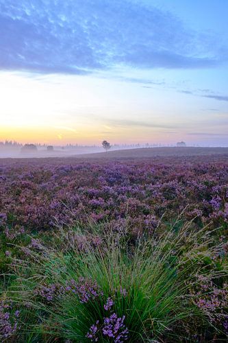 Bloeiende heideplanten in heidelandschap tijdens zonsopgang