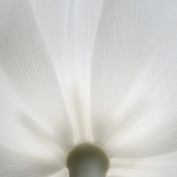 Tulip leaf by Jefra Creations