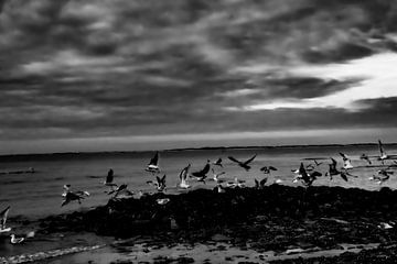 Gulls by adriaan de waele