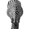 Zebra, zwart-wit (Dierenpark Emmen) van Aafke's fotografie