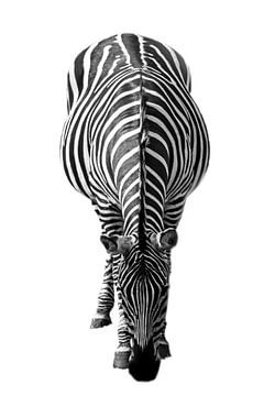Zebra, zwart-wit (Dierenpark Emmen) van Aafke's Art