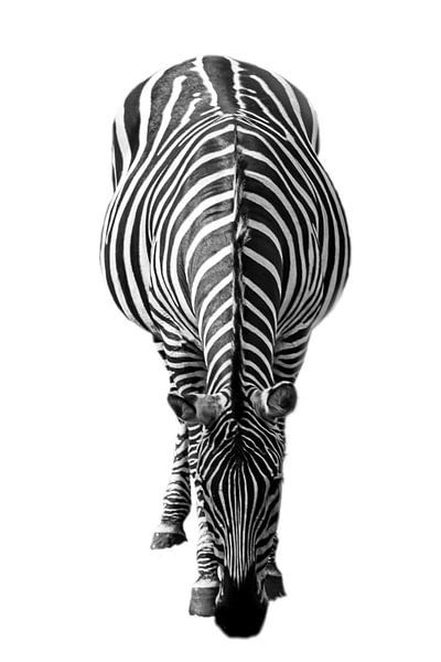 Zebra, schwarz und weiß (Zoo Emmen) von Aafke's Art