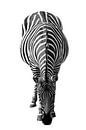 Zebra, schwarz und weiß (Zoo Emmen) von Aafke's Art Miniaturansicht