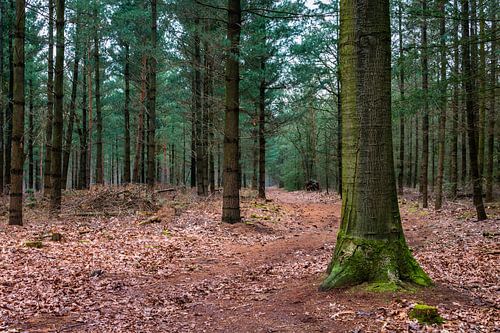 The Forest 