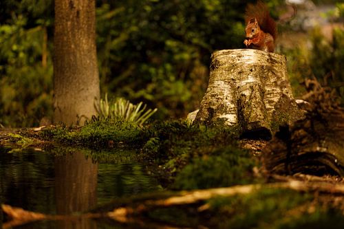 Eichhörnchen