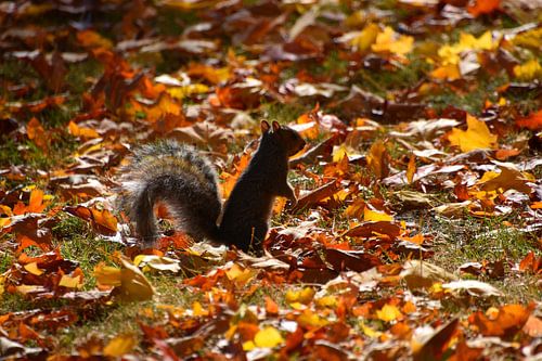 Een eekhoorn in het park in de herfst