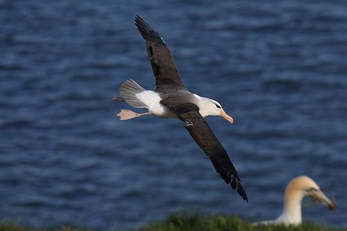 Zwartgegroefde albatros ( Thalassarche melanophris ) of Mollymawk Helgoland-eiland Duitsland