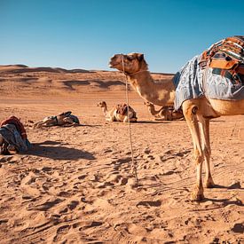 Dromedare in der Wüste von Auke Hamers