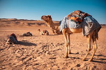 Dromadaires dans le désert