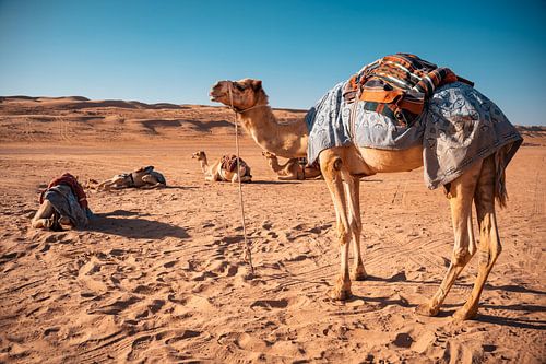 Dromadaires dans le désert