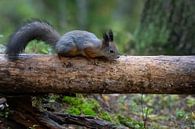 Eichhörnchen von Merijn Loch Miniaturansicht