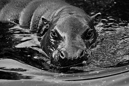 Muzzle in the water. hippo