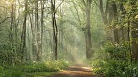 Twents Sprookjesbos