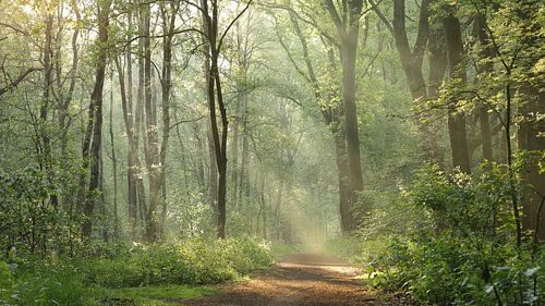 forêt de conte de fées