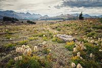 Sunshine Meadows, or 'sunny (mountain) meadows'