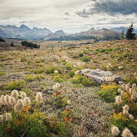 Prairies ensoleillées, ou "prairies (de montagne) ensoleillées". sur Nathalie Daalder