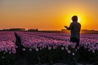 Zon's ondergang boven Tulpenin Flevoland van Michael Verbeek thumbnail