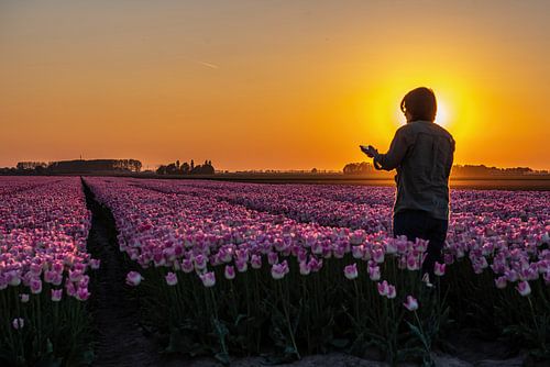 Sunset over Tulips