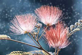 Silk Acacia by Thomas Herzog