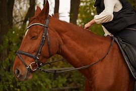 Training with the bay Oldenburg mare on a riding arena