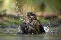 Sparrowhawk in bath by Thijs Schouten thumbnail
