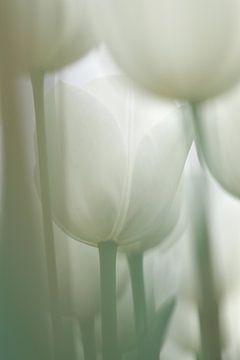Tulipe blanche sur Nienke Bot