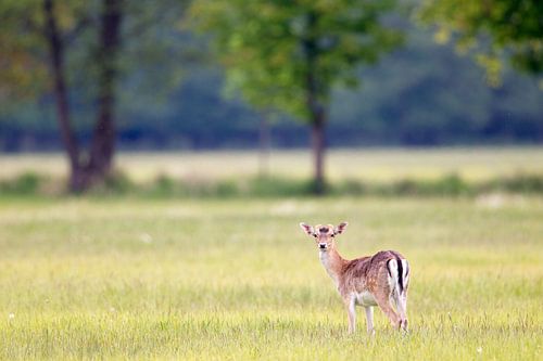 Damhirsch (Dama dama)