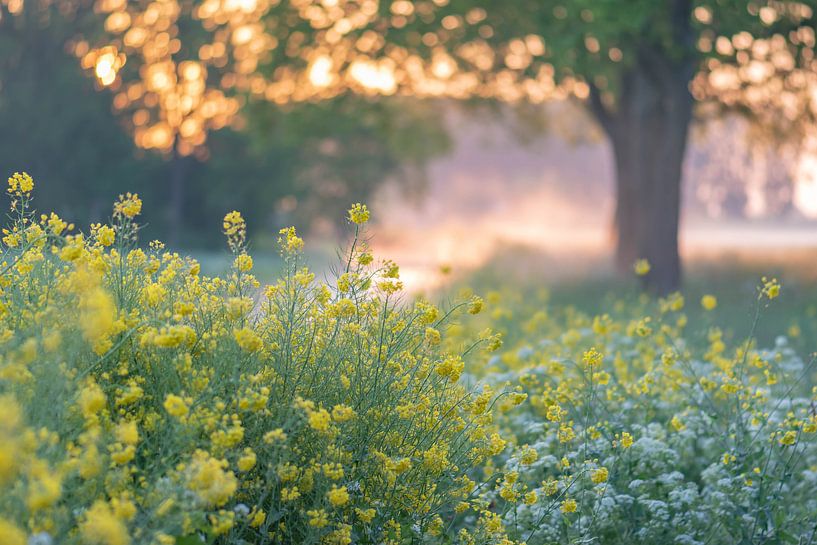 Frühlingsblumen am Morgen von Tania Perneel