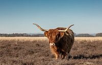 Schottische Highlander-Kuh auf der Heide von KB Design & Photography (Karen Brouwer) Miniaturansicht