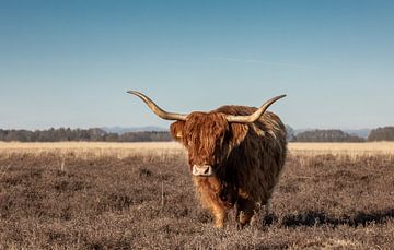 Schotse hooglander koe/ rund op de heide van KB Design & Photography (Karen Brouwer)