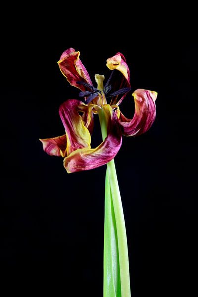 Ephemerality by Thomas Jäger