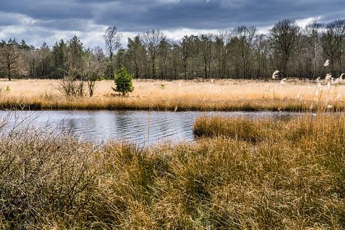 Meer in natuurgebied Kootwijkerzand