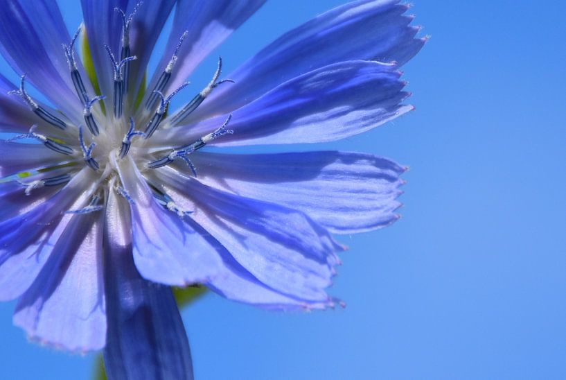 A chicory flower in summer by Claude Laprise