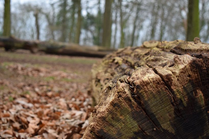 totale rust von joeri deraes