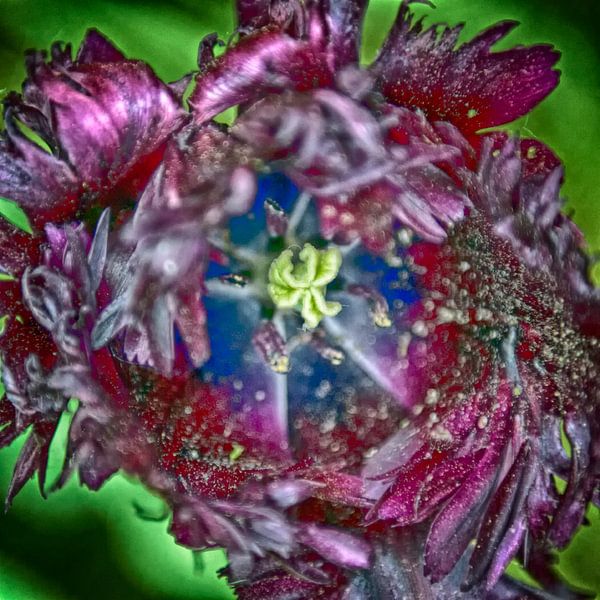 Tulp van Irene Kuizenga