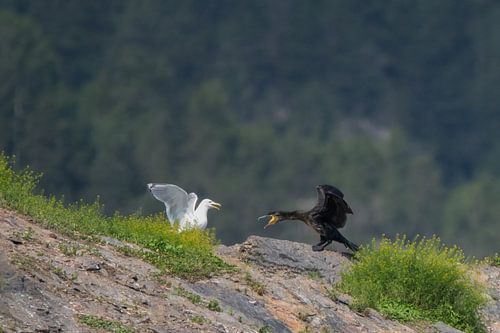Streit zwischen Kormoran und Möwe