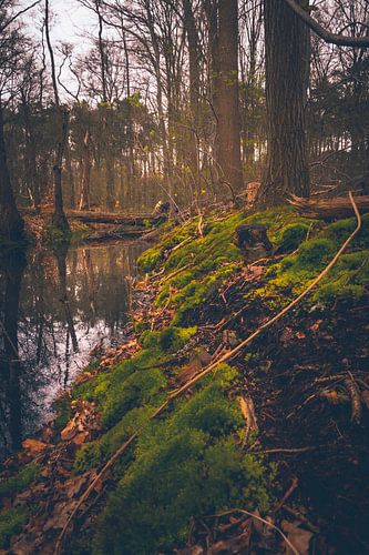 De prachtige natuur in het bos.