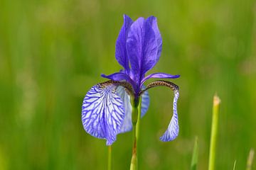 Siberische iris van Karin Jähne