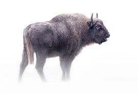 Wisent sur Karel Ton