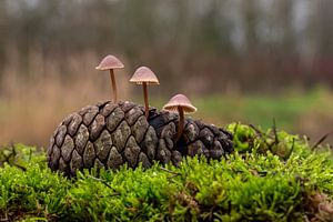 Paddenstoeltjes in een unieke woning. van Els Oomis